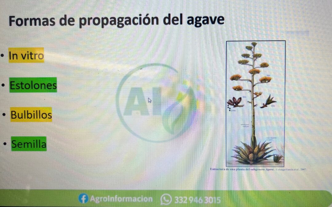 Manejo del cultivo del agave