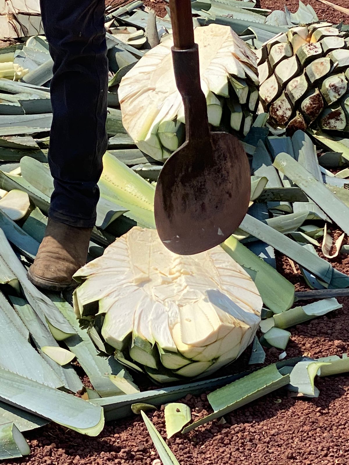 Apropiaciones culturales de las bebidas de agave